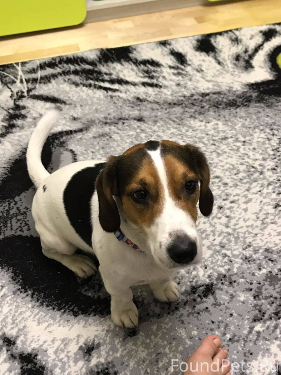 Джек Рассел Бигль корги