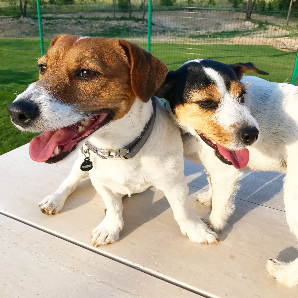 Метис Джек Рассела