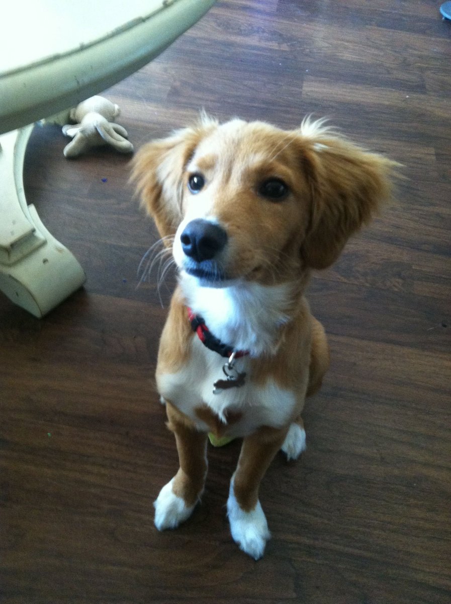 Метис вельш корги и Джек Рассел