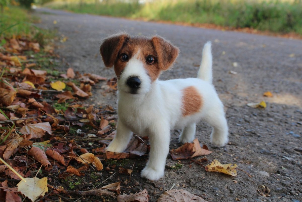 Джек Рассел с дворнягой