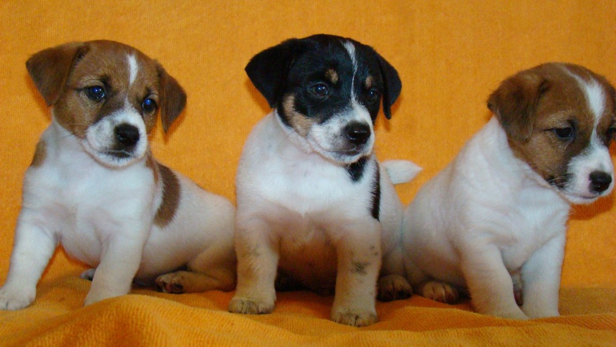 Метис Бигль и Джек Рассел