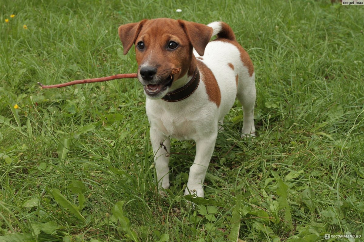 Помесь Джек Рассела и таксы