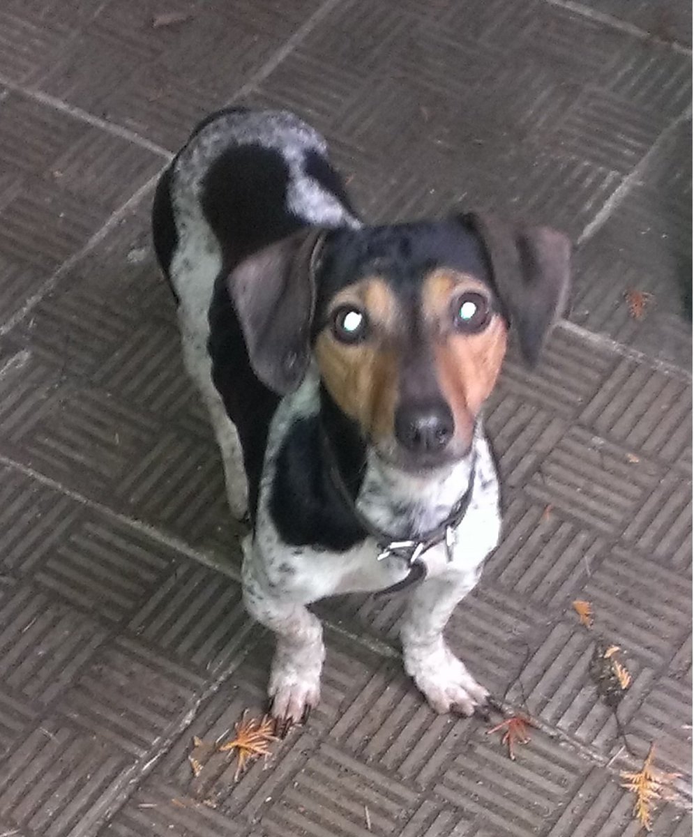 Смесь Джек Рассела и таксы