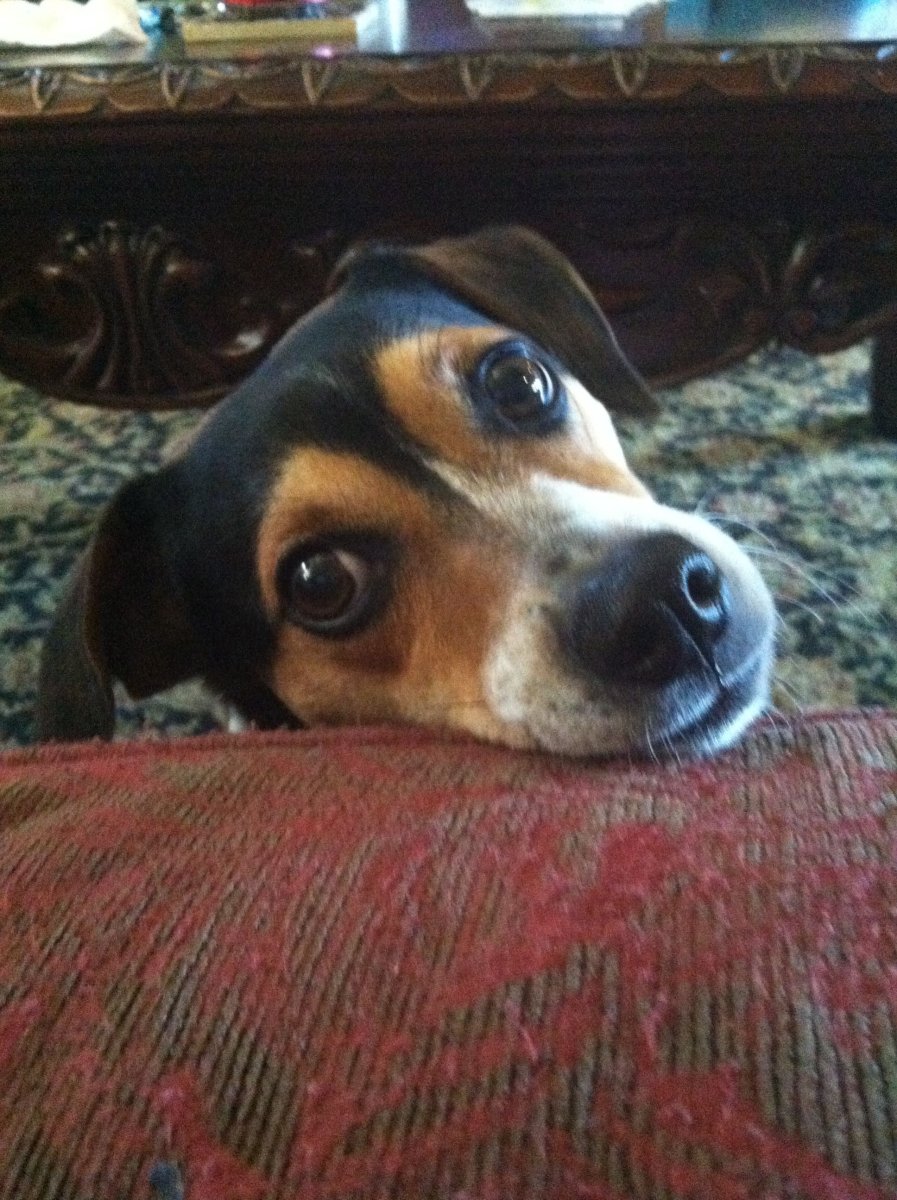 Метис Джек Рассел и бигня