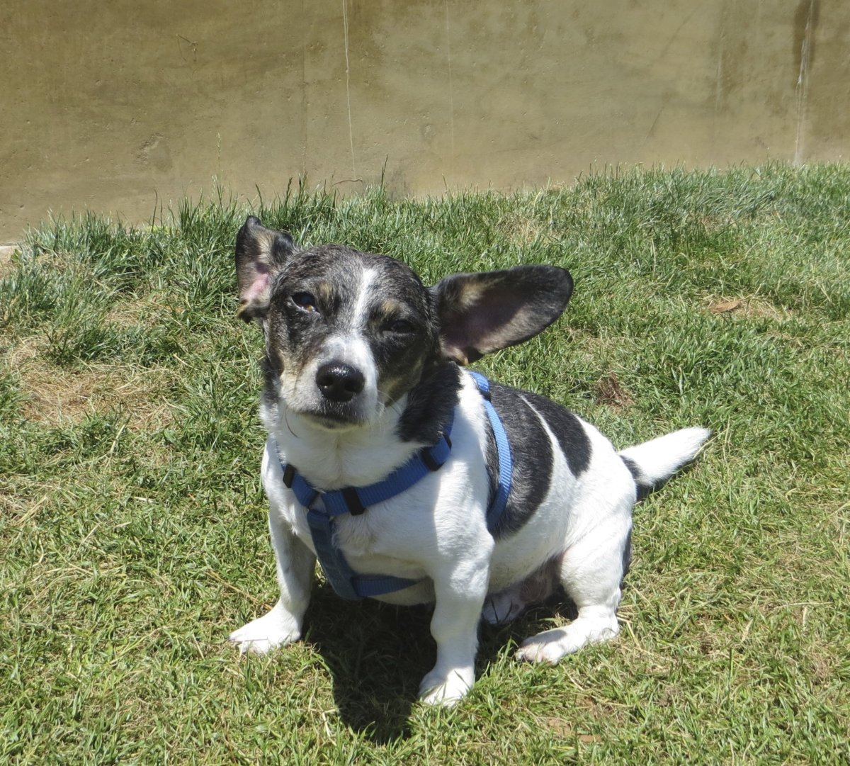 Метис корги и Джек Рассела