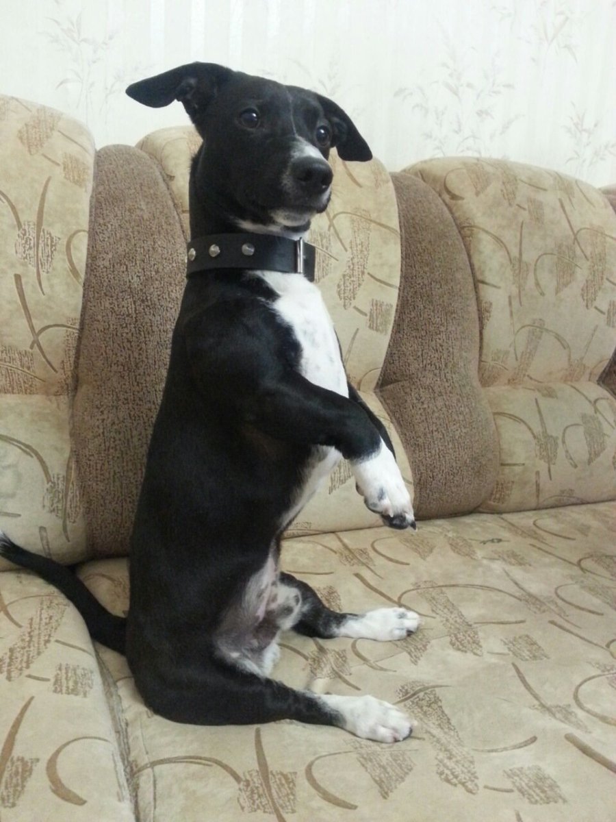 Басенджи и Джек Рассел