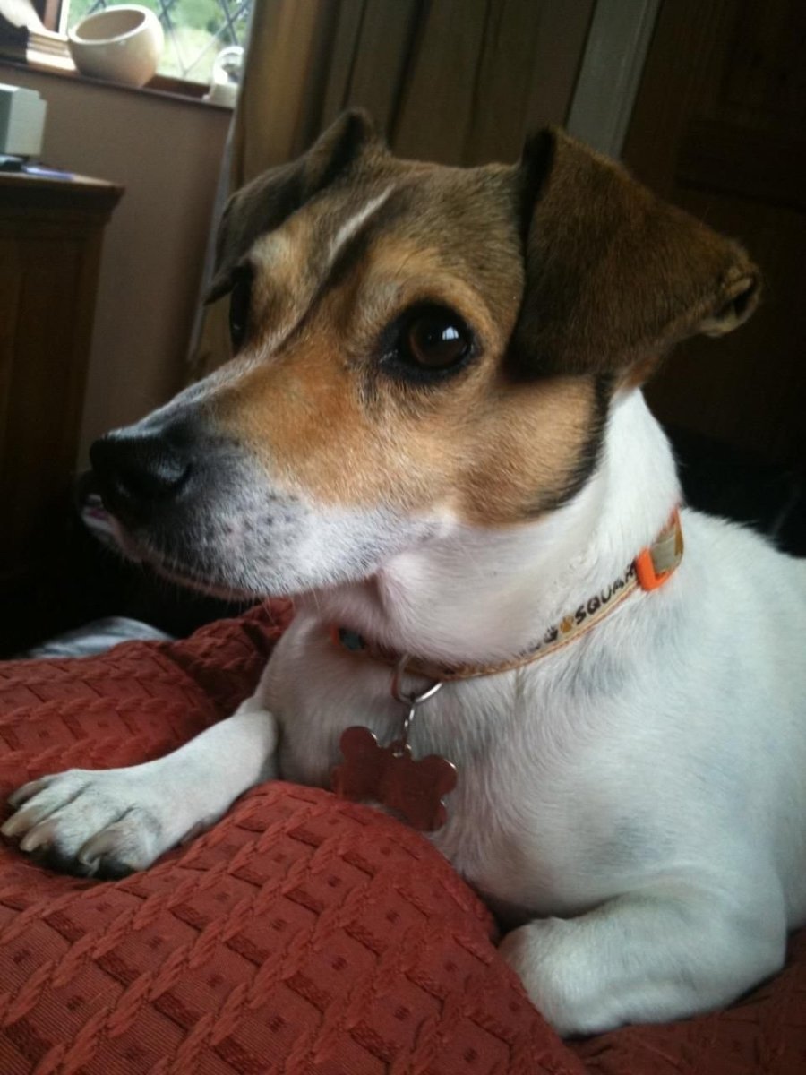 Цвергпинчер Рассел метис