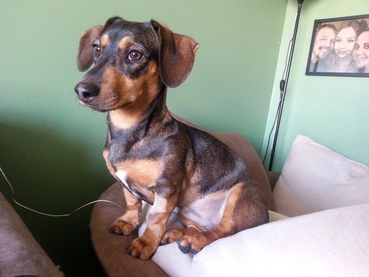 Метис таксы и Джек Рассел