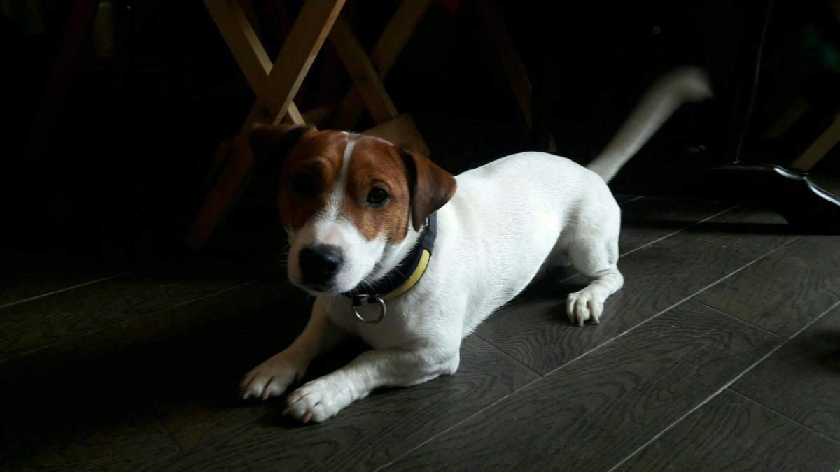 Смесь Джек Рассела и бигля