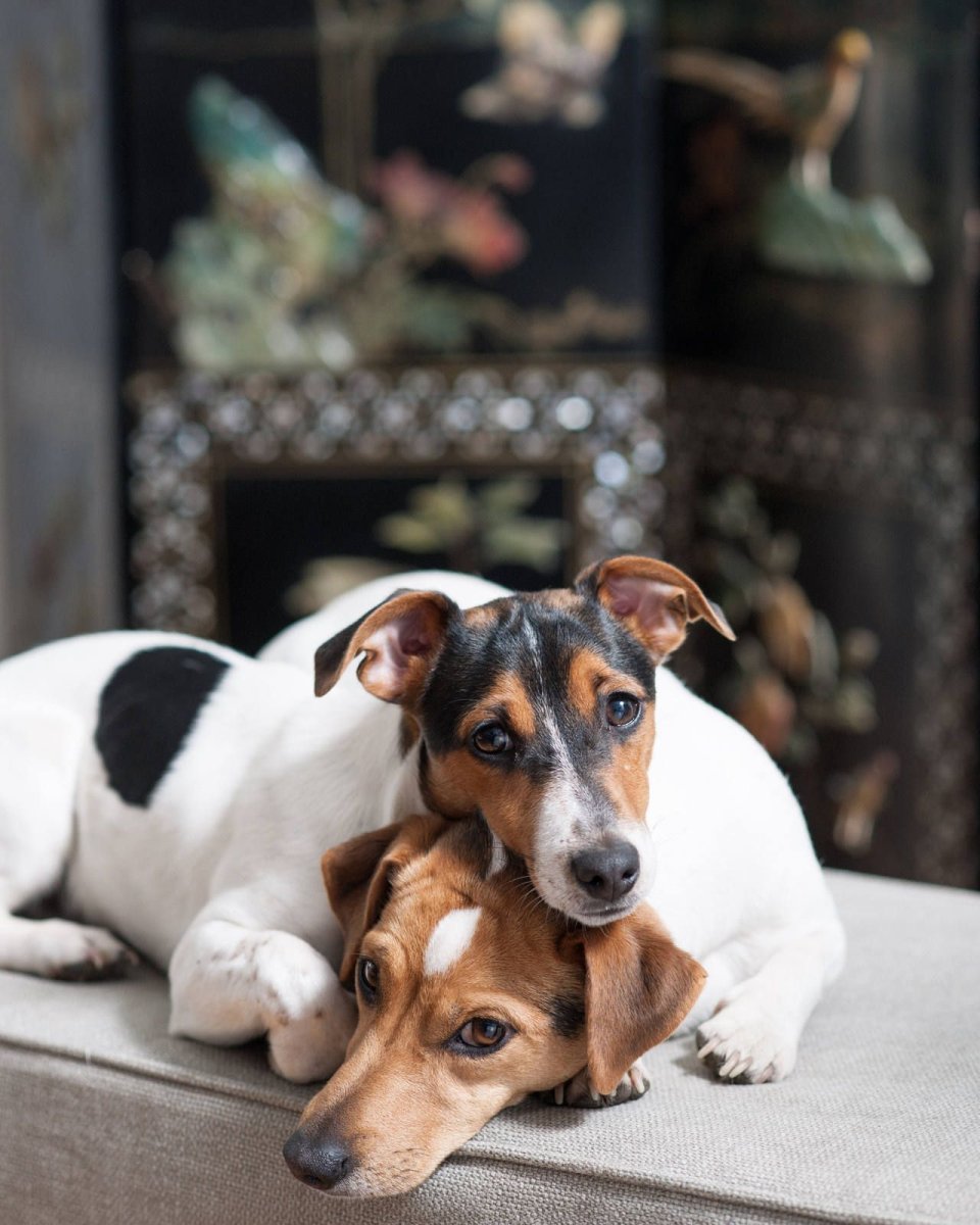 Метис бигля и Джек Рассела