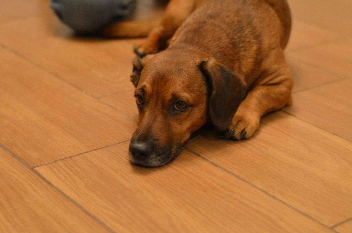 Метис Джек Рассела