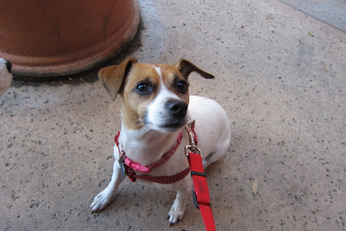 Метис добермана и корги