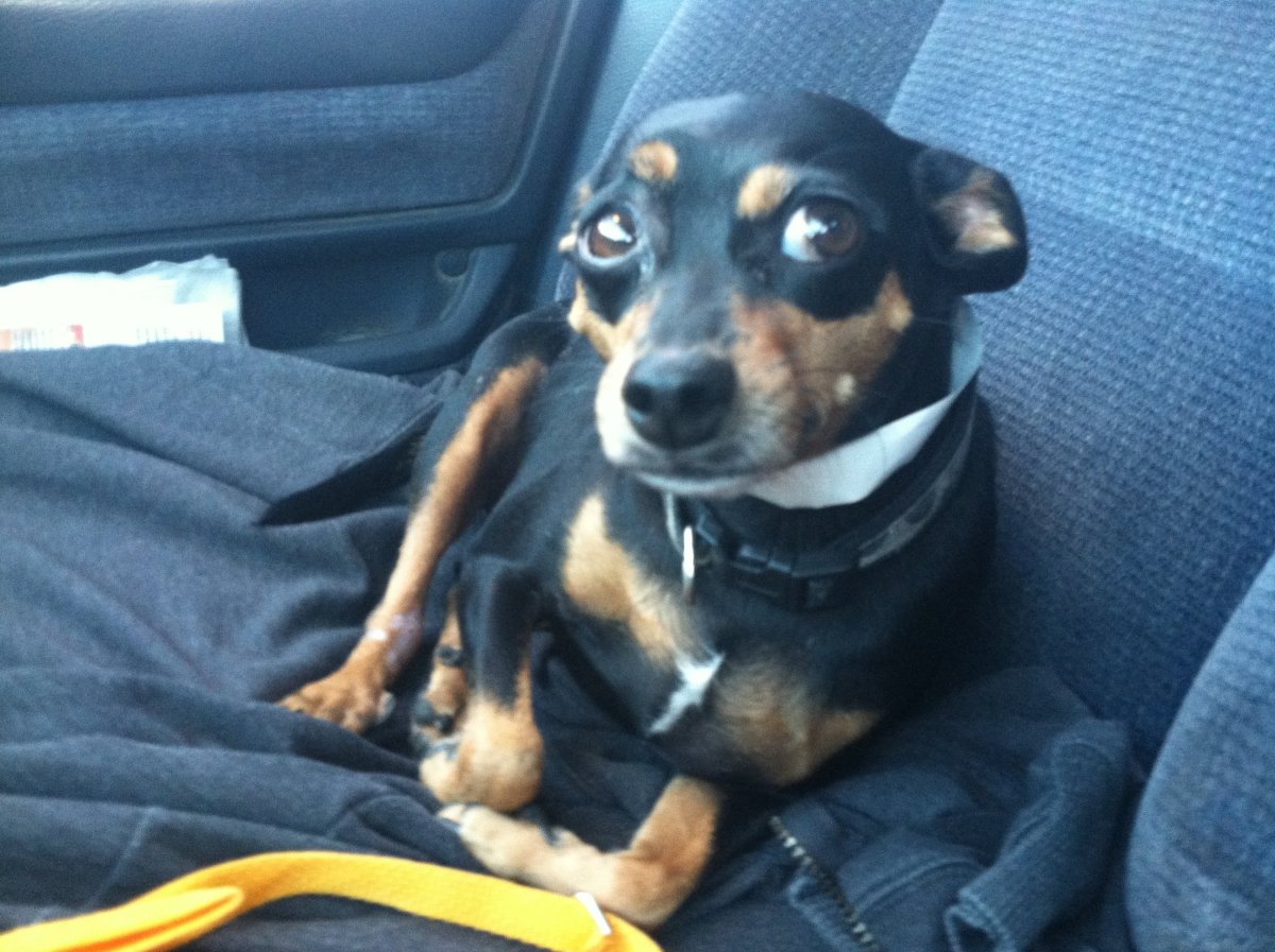 Бигль терьер шотландский