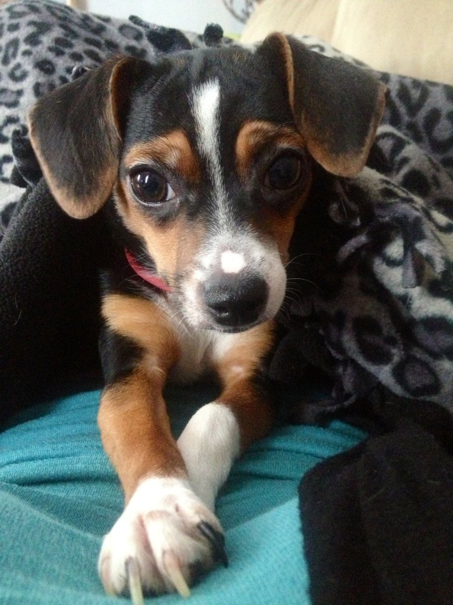 Метис таксы и бигля