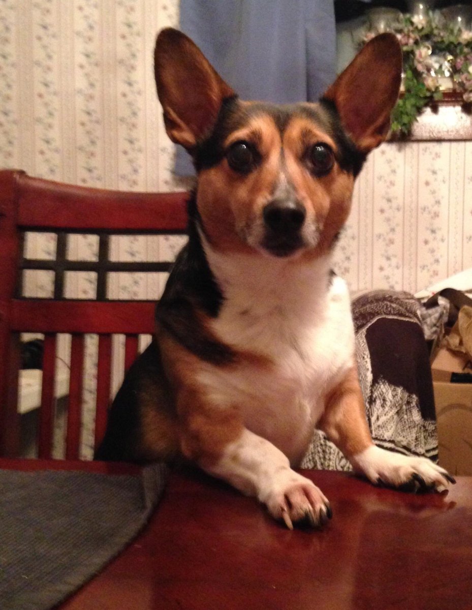 Лабрадор и Джек Рассел