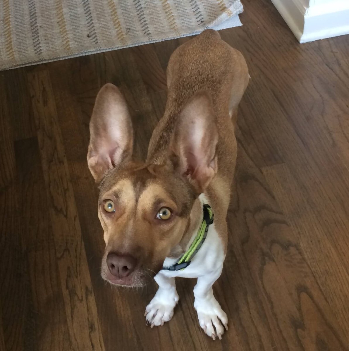 Смесь Джек Рассела и дворняжки