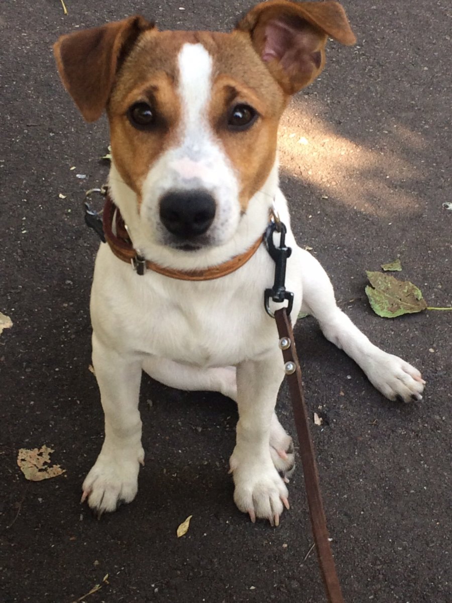 Джек Рассел смесь с дворнягой