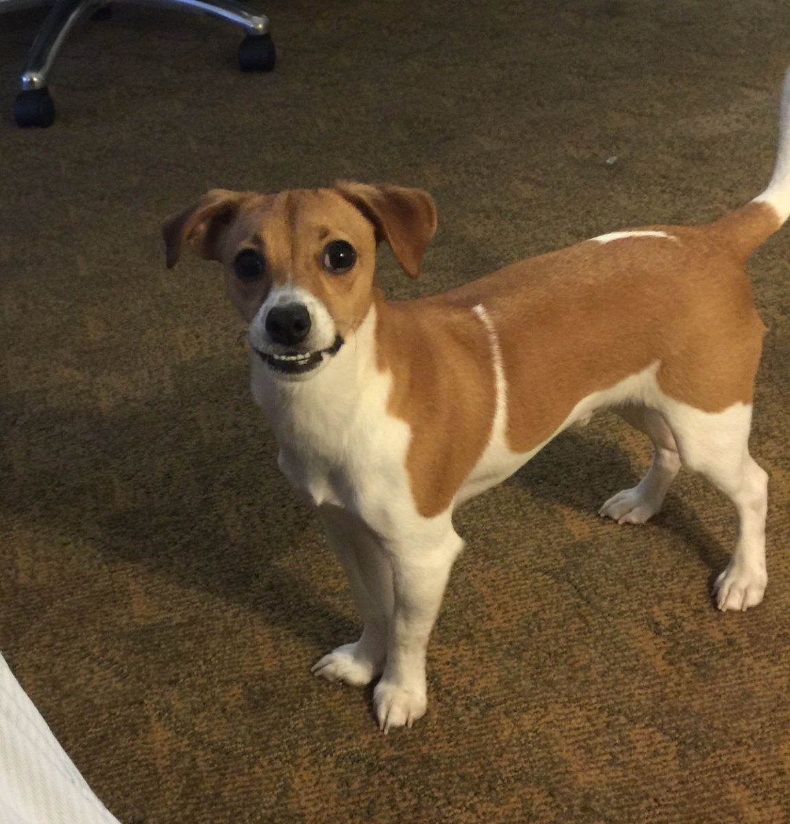 Джек-Рассел-терьер помесь