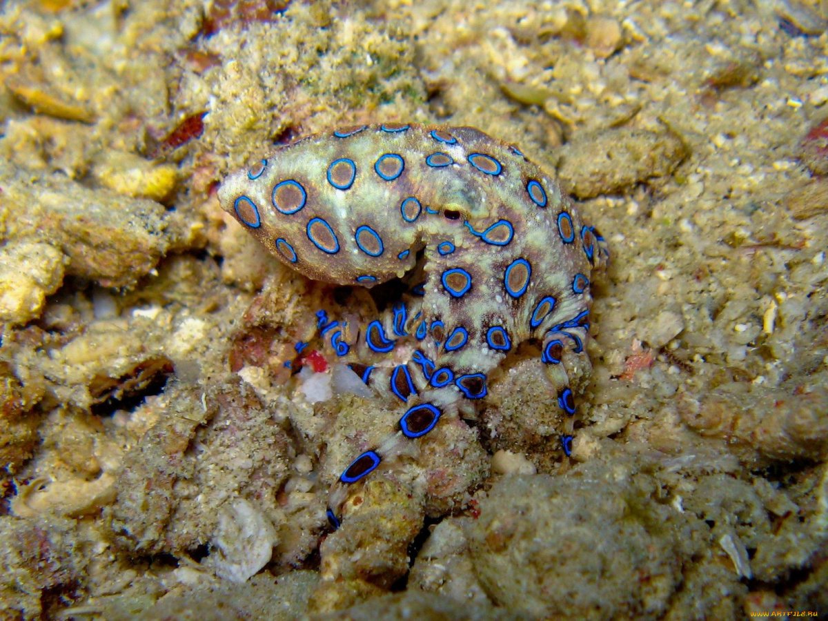 Скумбриевидный гидролик амазонки