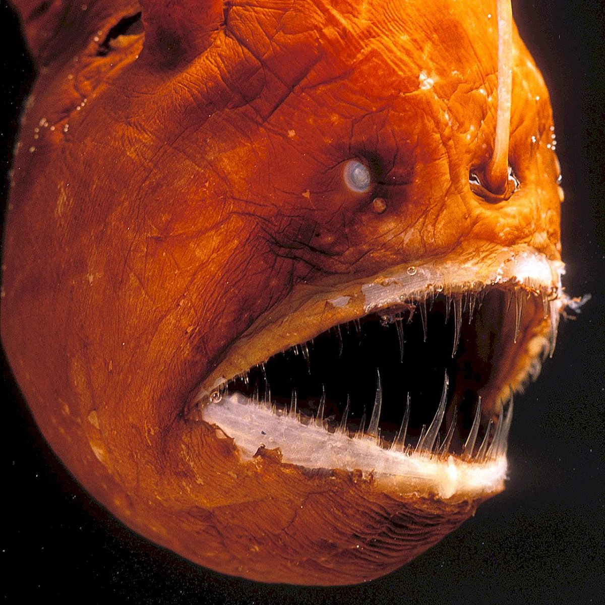 Рыба без воды