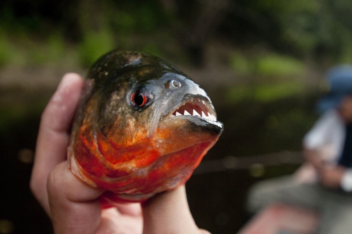 Золотая рыбка Звездочет