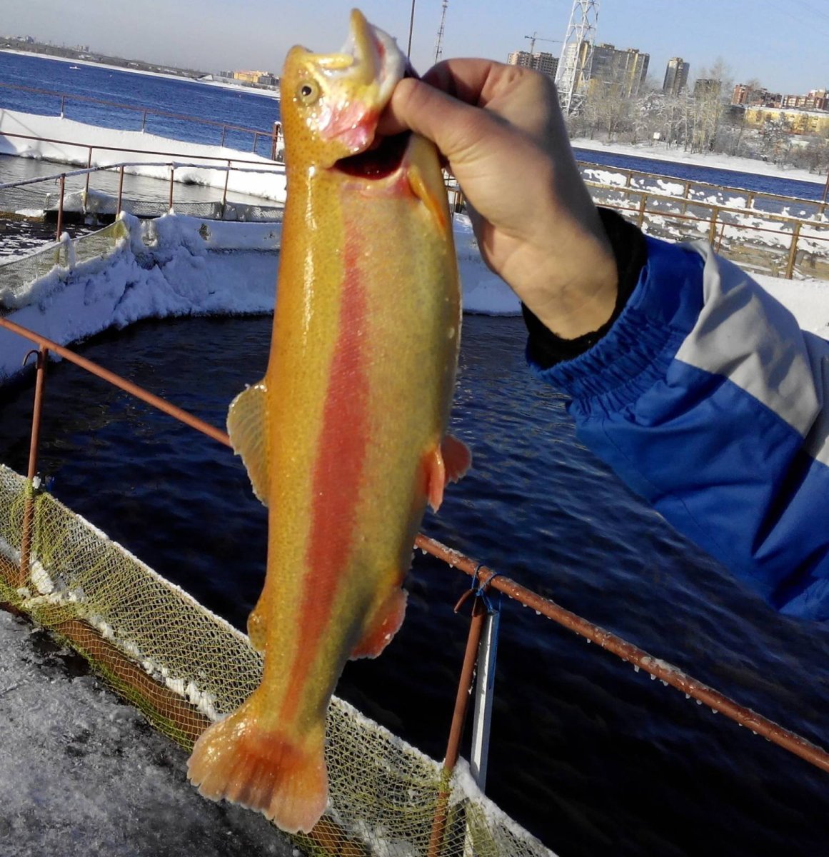 Черноморская скорпена-ёрш