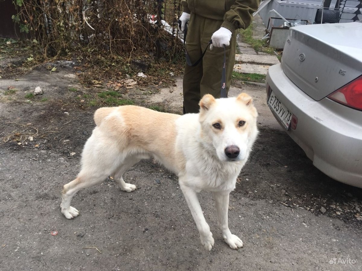 Помесь алабая и самоеда