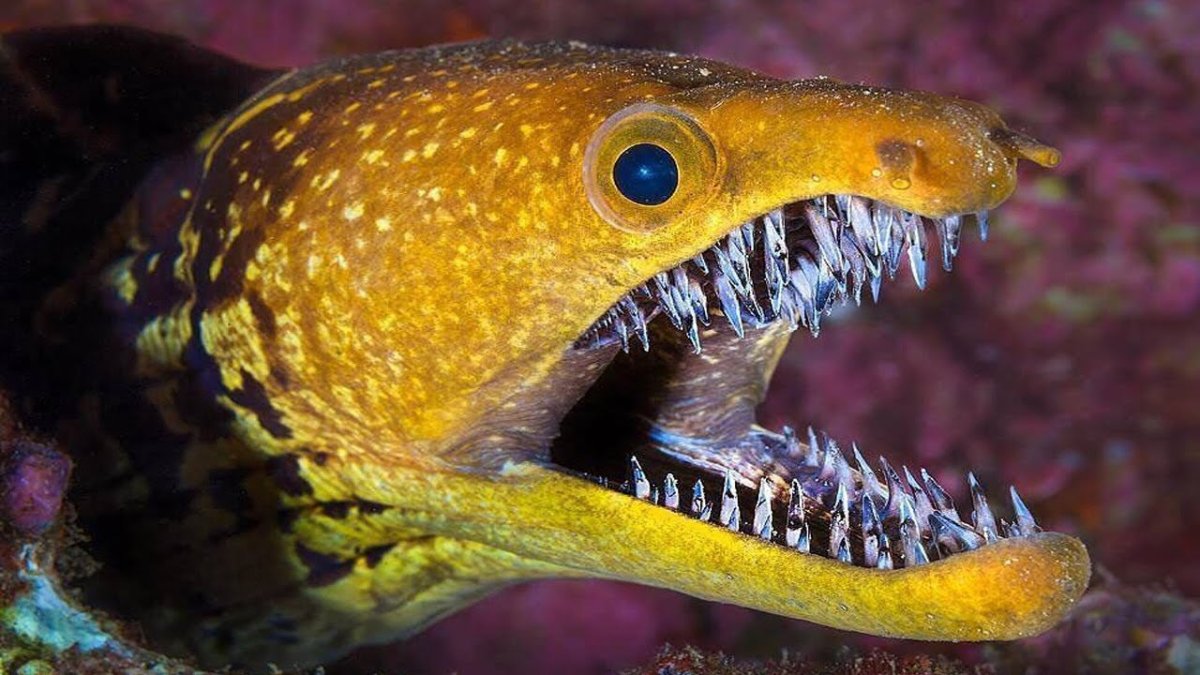 Пиранья Наттерера зубы