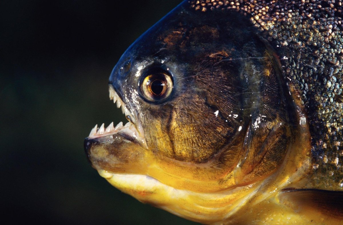 Краснобрюхая Пиранья