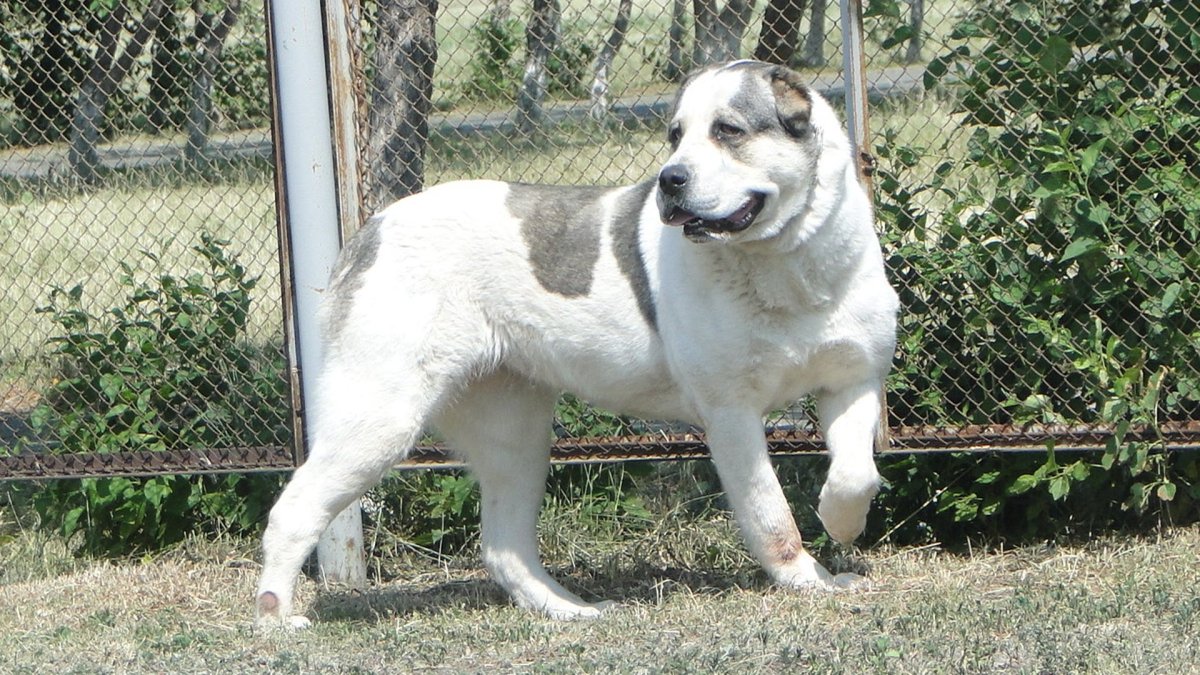 Туркменский алабай Бойцовый