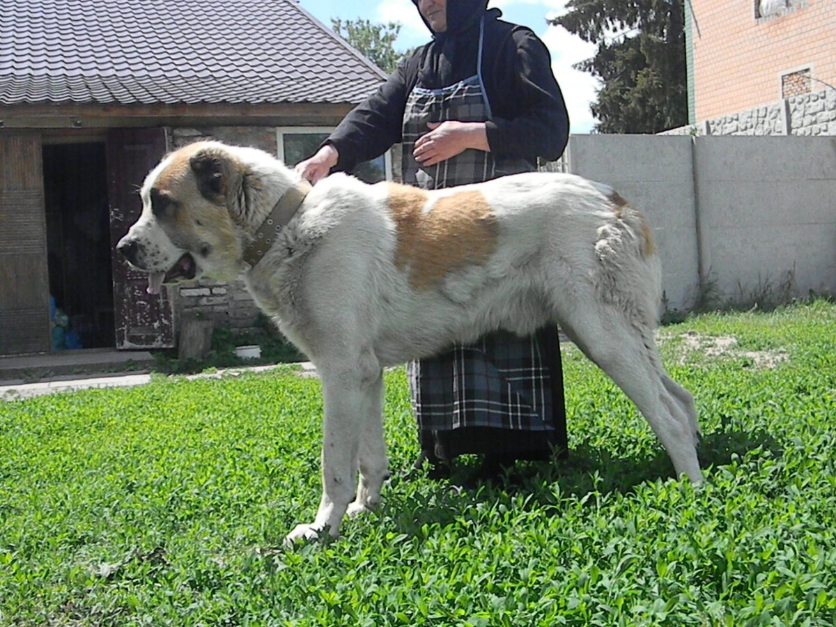 Алабай кавказский сторожевой