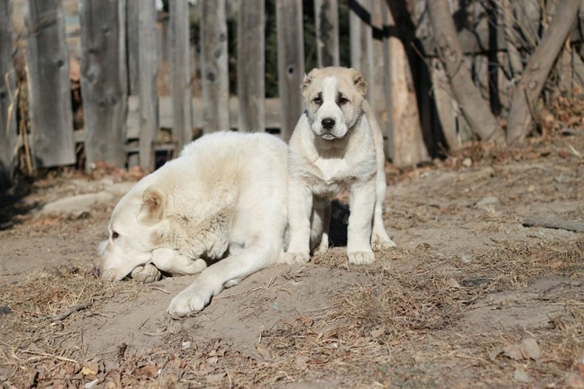 Алабай туркменский волкодав