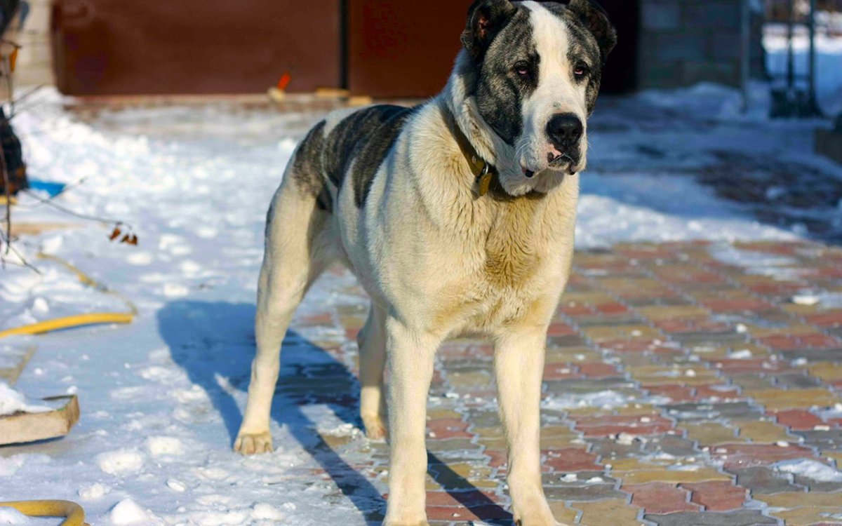 Алабай самка