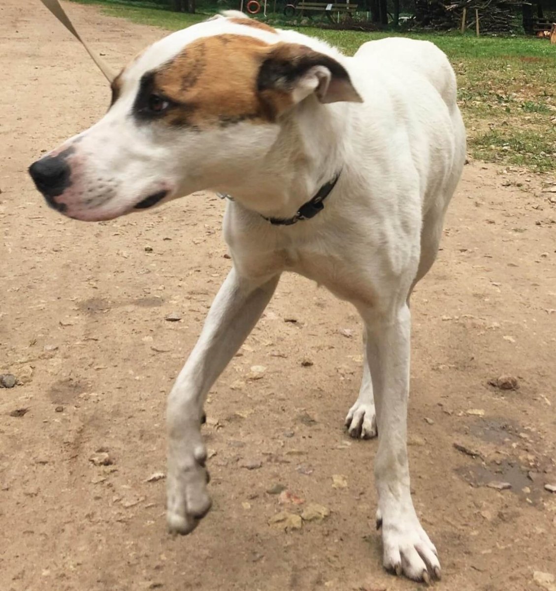 Алабай и Стаффорд