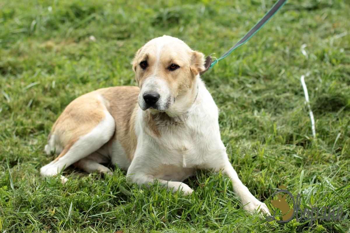 Помесь алабая