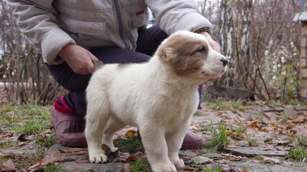 Карликовый алабай