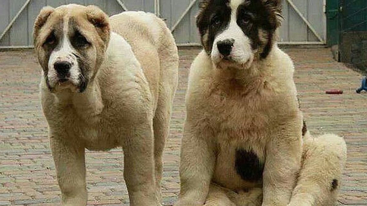 Армянский алабай Гампр