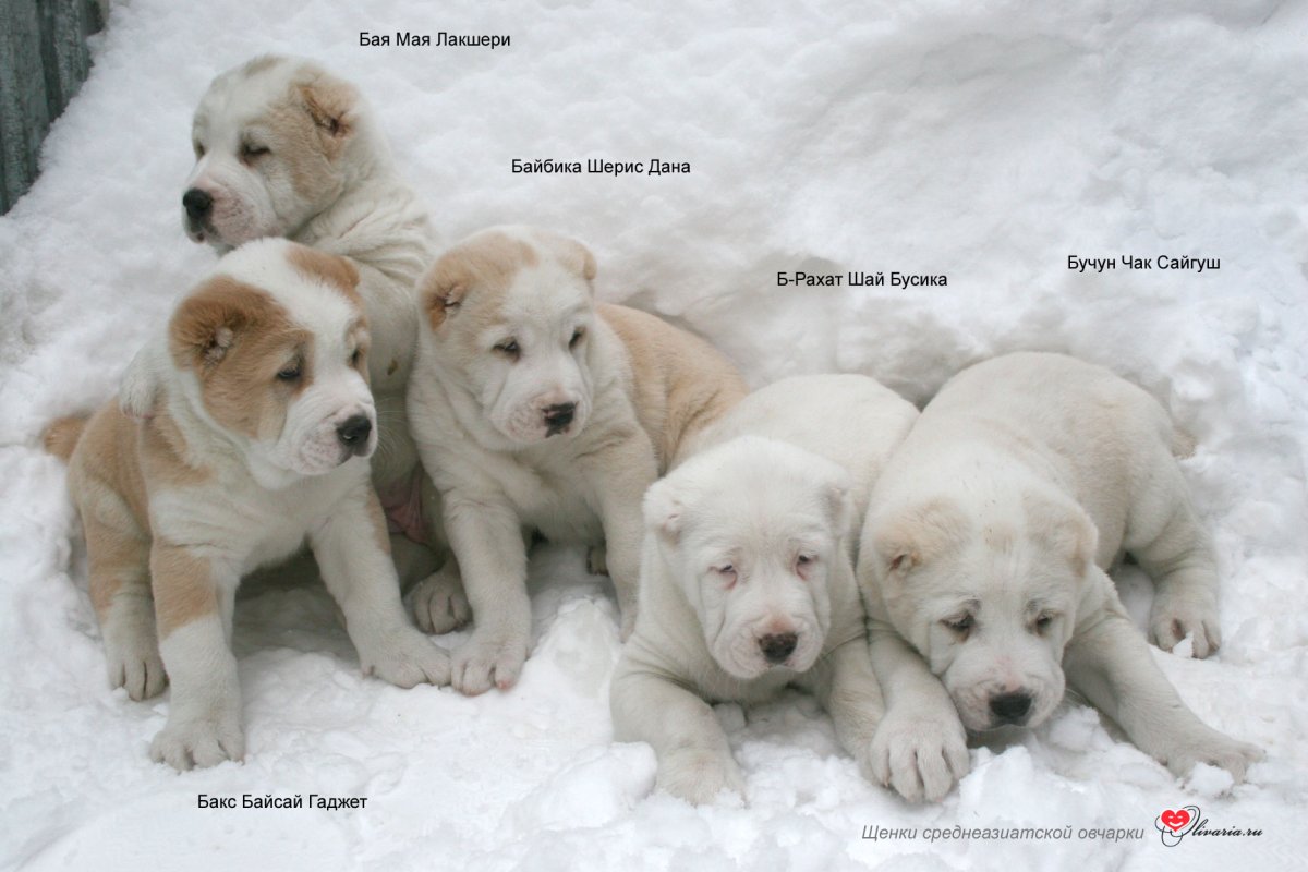 Имена для собак алабаев мальчики