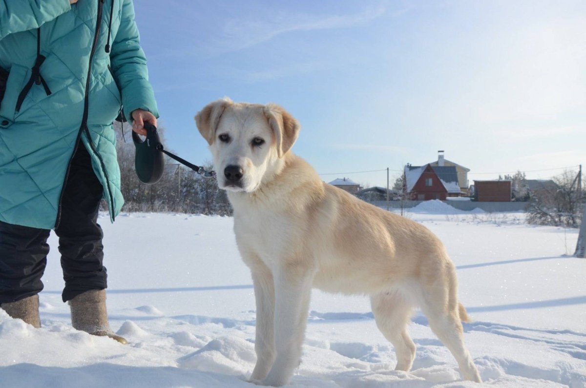 Метис алабая и лабрадора