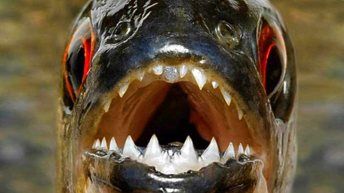 Разные рыбки