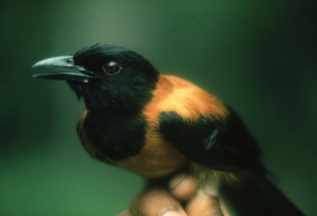 Рыба зараженная ботулизмом