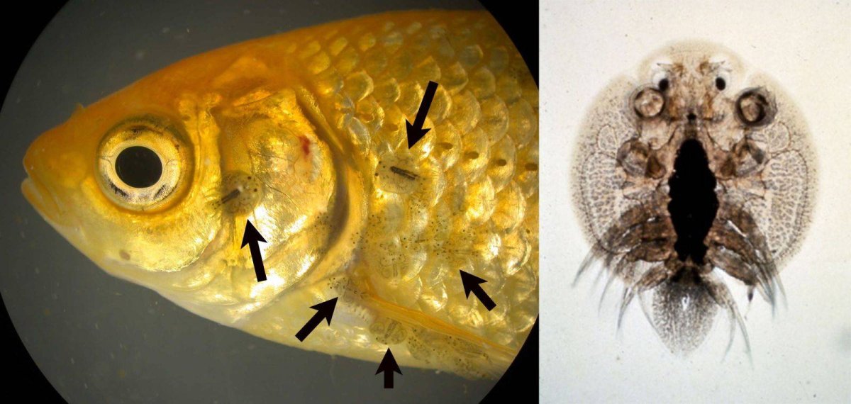 Мурена Барракуда