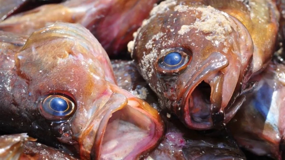 Рыбы мирового океана