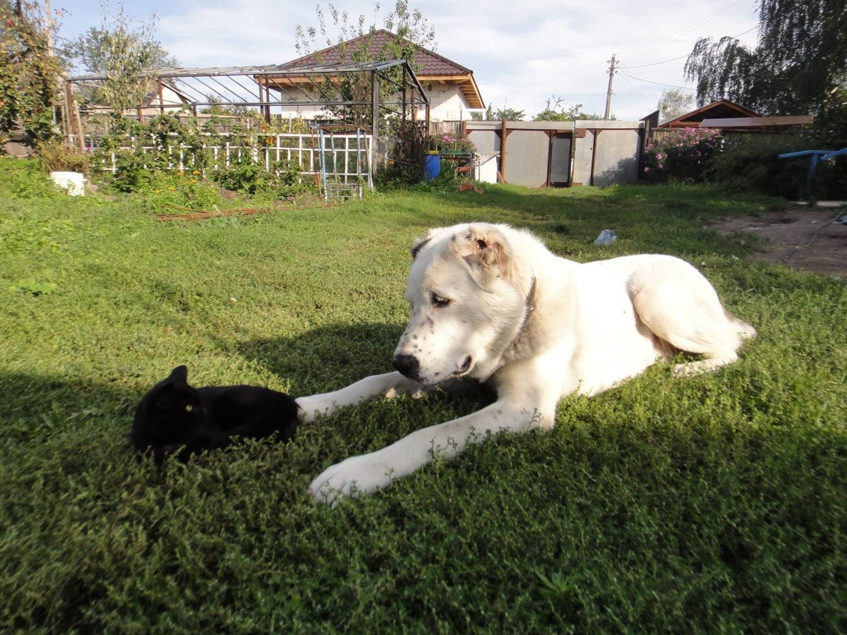 Гибрид алабая и волка