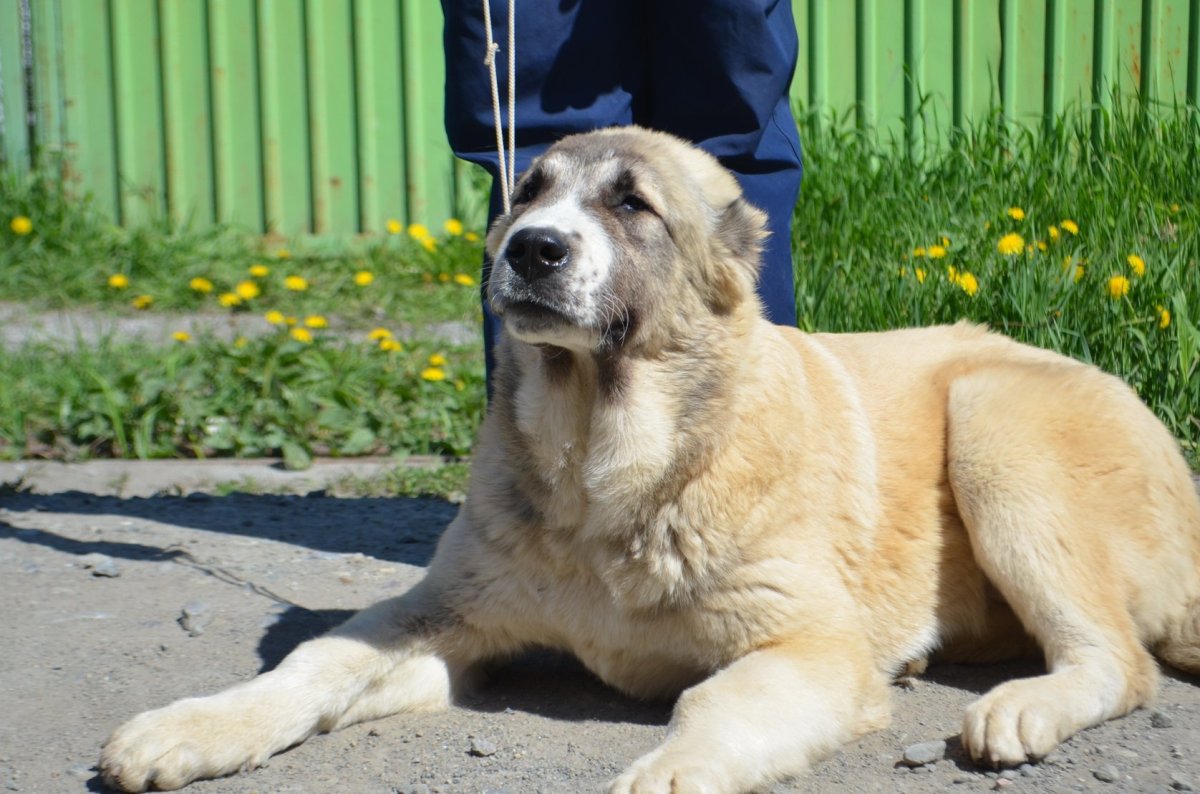 Алабай туркменский волкодав