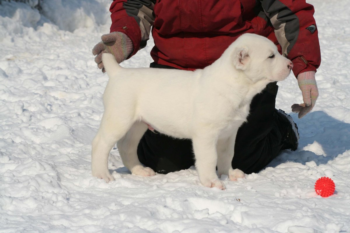 Кавказская и Среднеазиатская овчарка