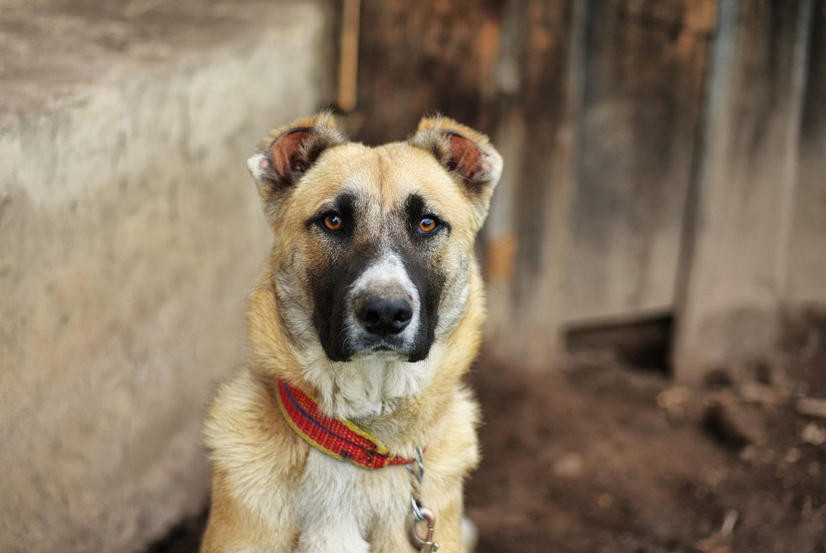 Двортерьер собака взрослая