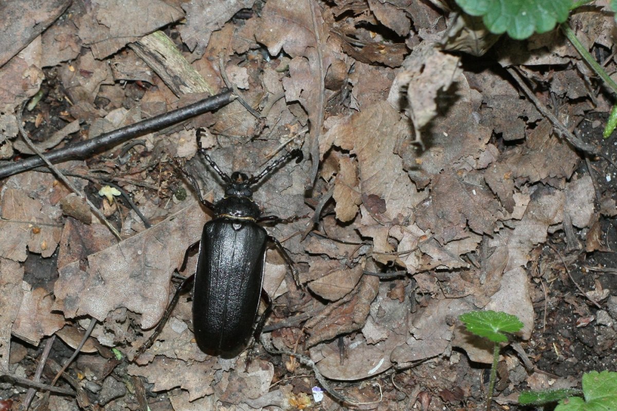 Черный Жук НАСЕКОМУС