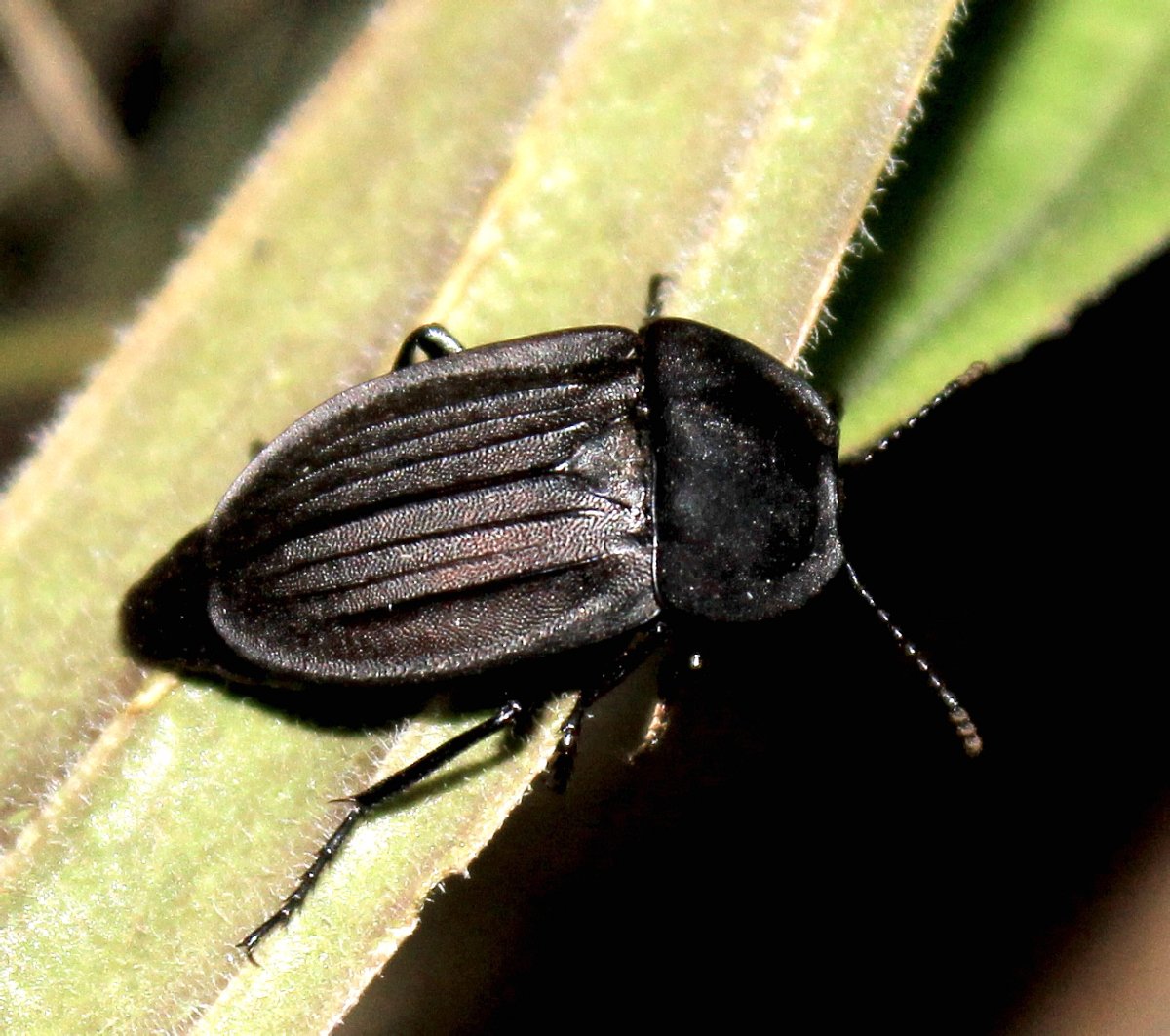 Чёрный Жук грибной