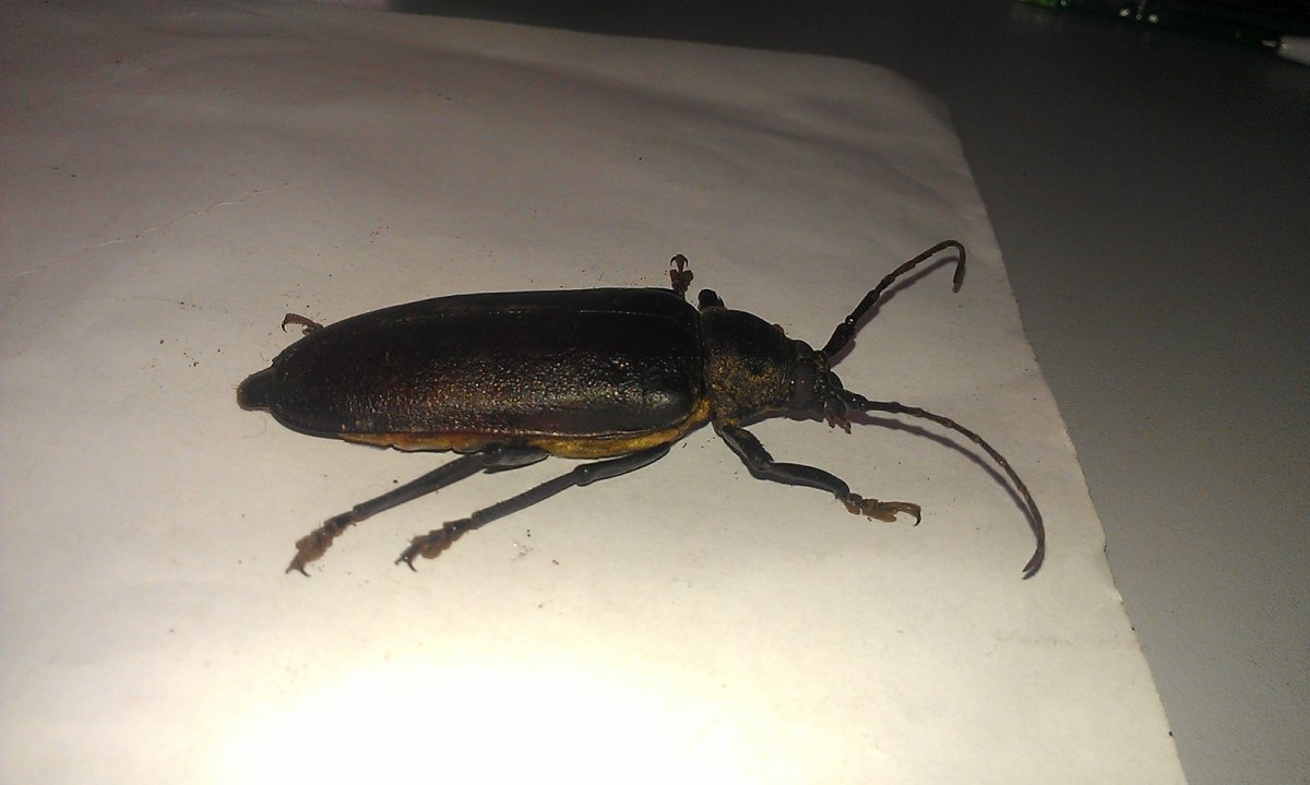 Большие черные жуки в Отхожем месте